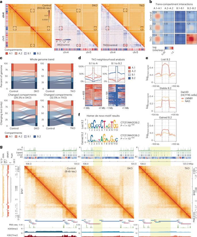 Fig. 7: Loss of peripheral heterochromatin tethering drives 3D genome reorganization and epigenetic remodelling.