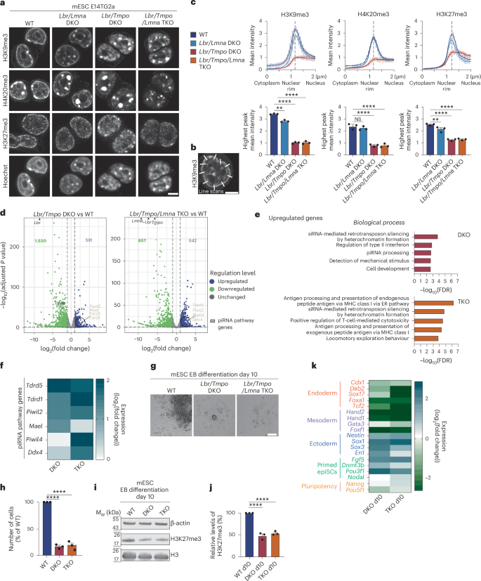 Fig. 8: Deletion of LBR and LAP2 in mESCs causes heterochromatin positioning defects, deregulation of gene expression and aberrant differentiation.
