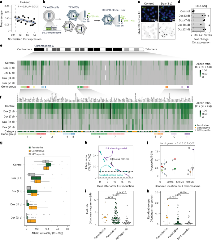 Fig. 1: Increased levels of Xist RNA silences Xi escapees in NPCs.