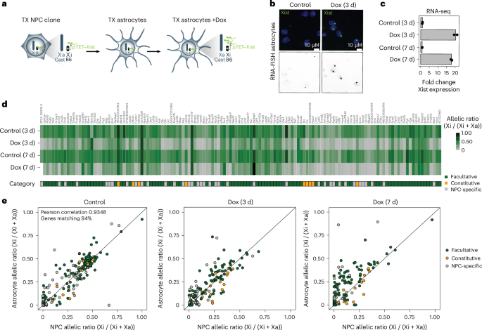 Fig. 2: Increased levels of Xist RNA silences Xi escapees in astrocytes.