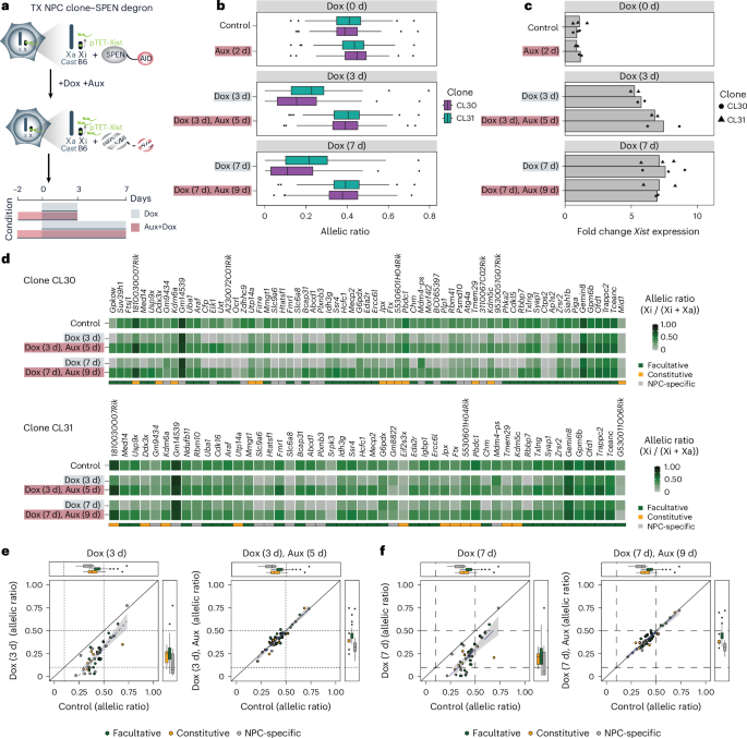 Fig. 3: Xist-mediated silencing in NPCs is SPEN dependent.