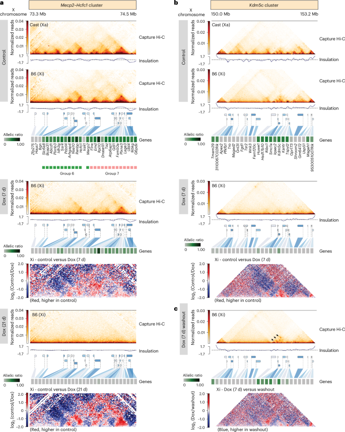 Fig. 4: Increased levels of Xist RNA leads to loss of TAD-like domains on the Xi.