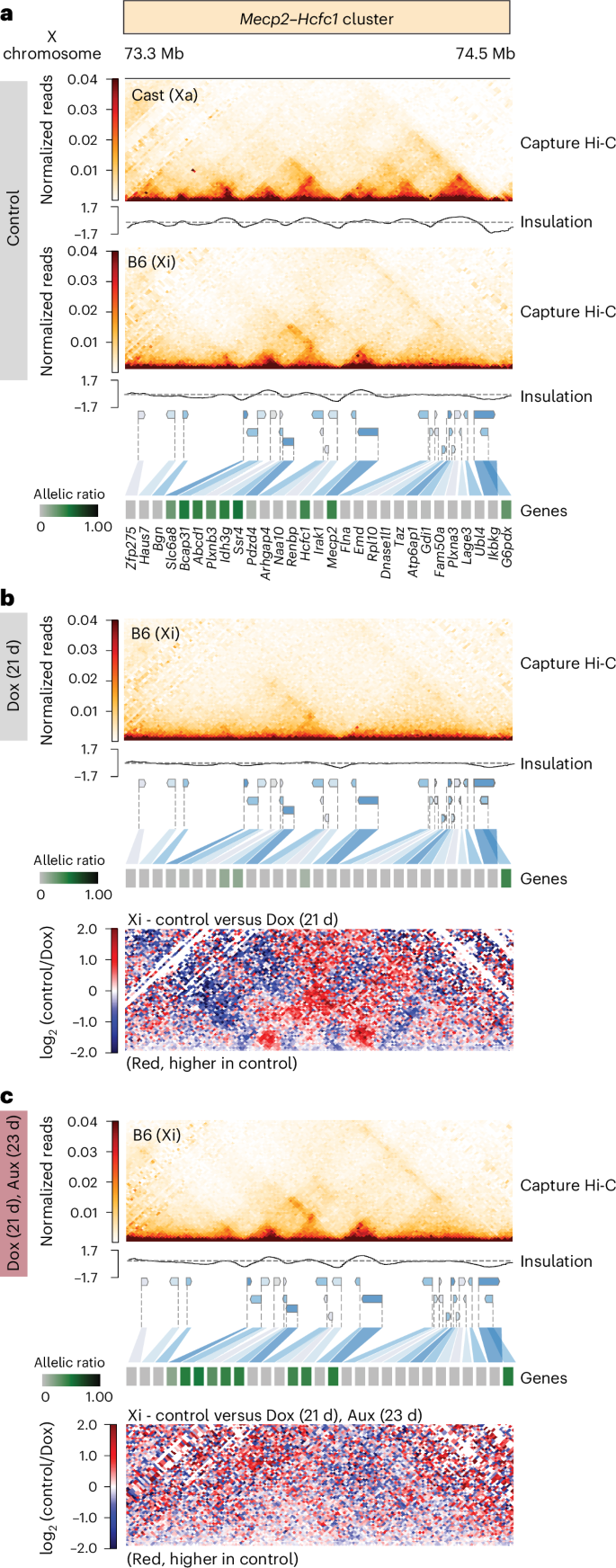 Fig. 5: Loss of TAD-like domains at escapee clusters occurs owing to gene silencing by Xist RNA.