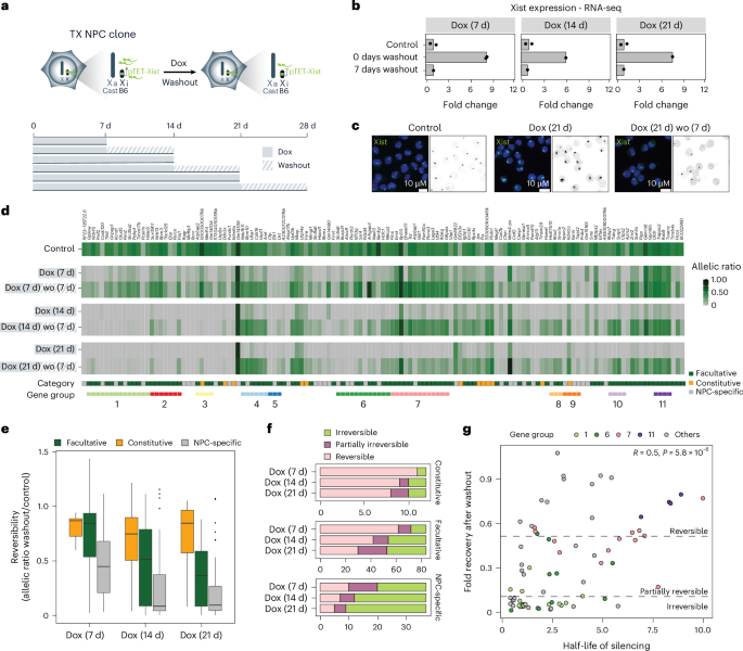 Fig. 6: Silencing of most facultative escapees becomes Xist independent after prolonged Xist upregulation.