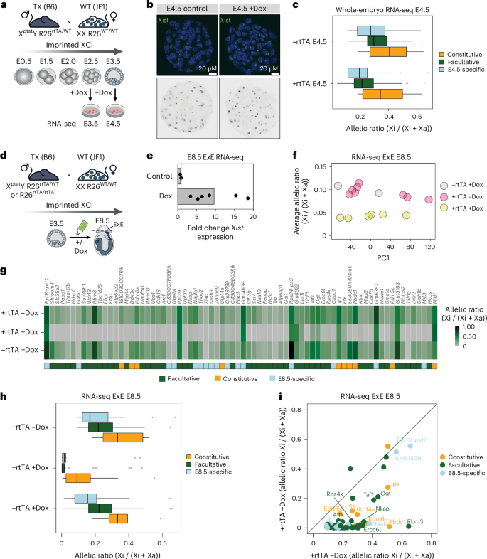 Fig. 8: Xist levels modulate X-linked dosage in vivo.