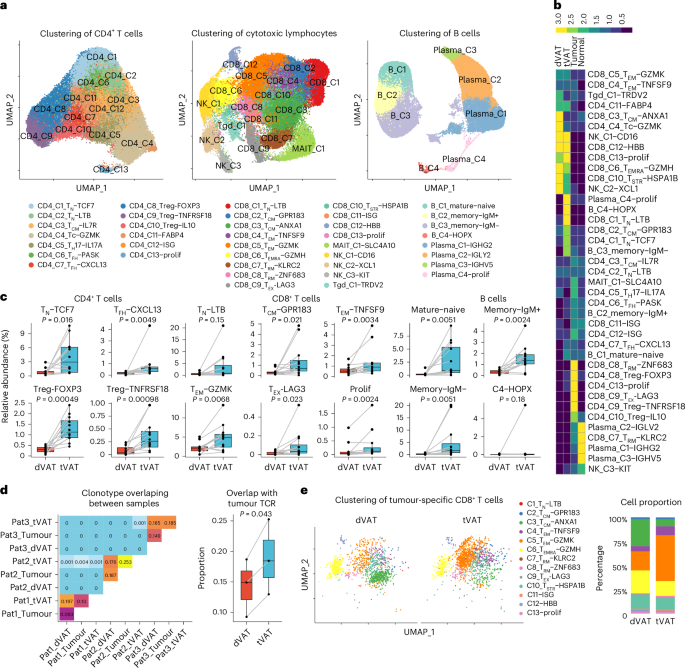 Fig. 2: Characteristic of lymphocytes in tVAT compared with dVAT.