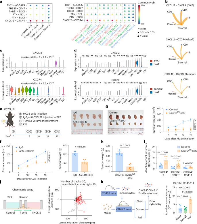 Fig. 4: tVAT recruits CXCR4⁺ immune cells through CXCL12 secretion.