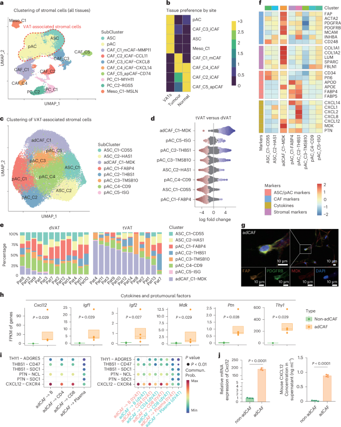 Fig. 5: Tumours induce adipose mesenchymal transformation in tVAT.
