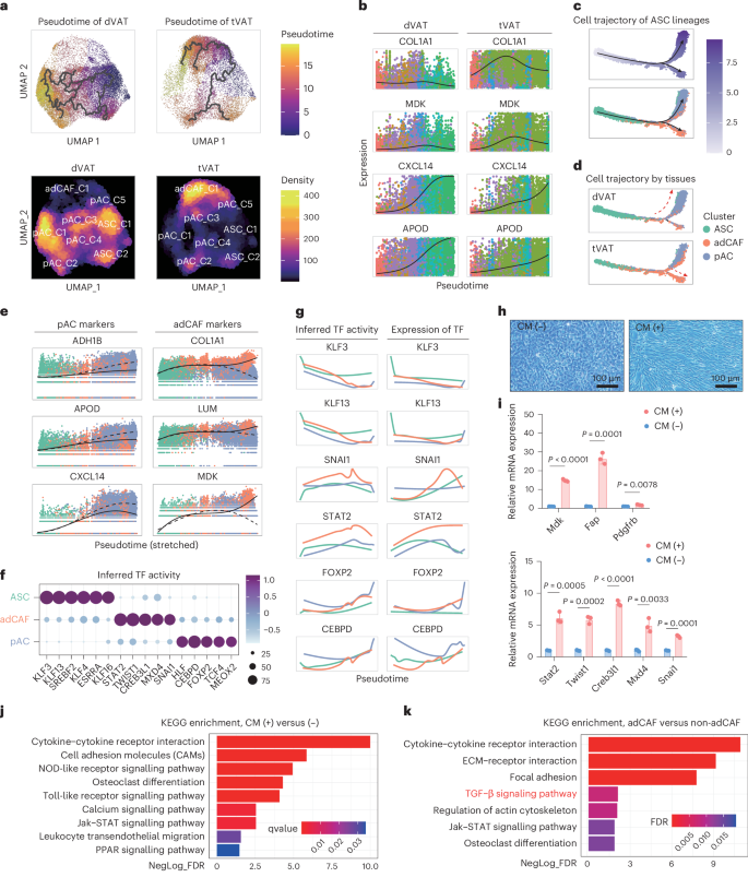 Fig. 6: Tumour-derived factors induce ASC to differentiate into adCAF.