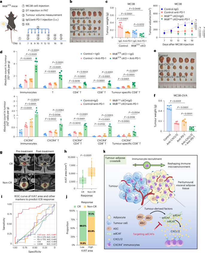 Fig. 7: Clinical significance of the tumour-adipose tissue crosstalk.