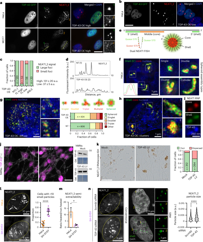 Fig. 1: TDP-43 regulates paraspeckle condensation.