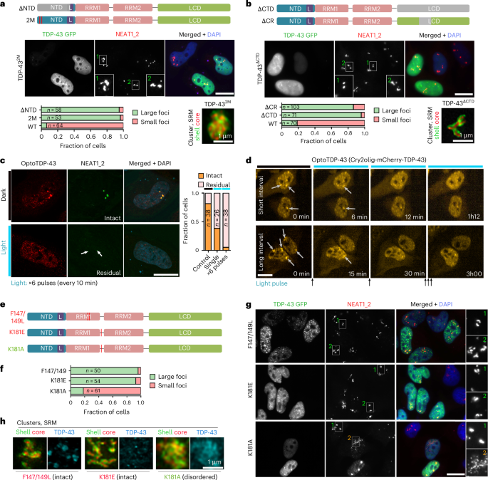 Fig. 2: TDP-43 oligomerization and RNA-binding are both required for paraspeckle condensate regulation.