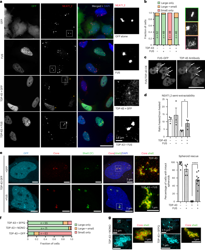 Fig. 3: Increasing FUS dosage restores paraspeckle spheroid assembly in cells with TDP-43 OE.