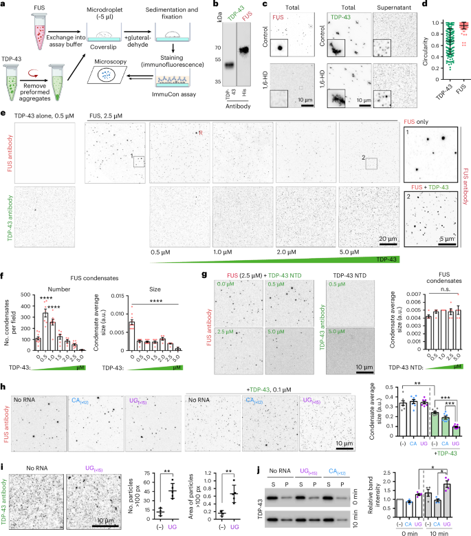 Fig. 4: TDP-43 inhibits FUS condensation in vitro.