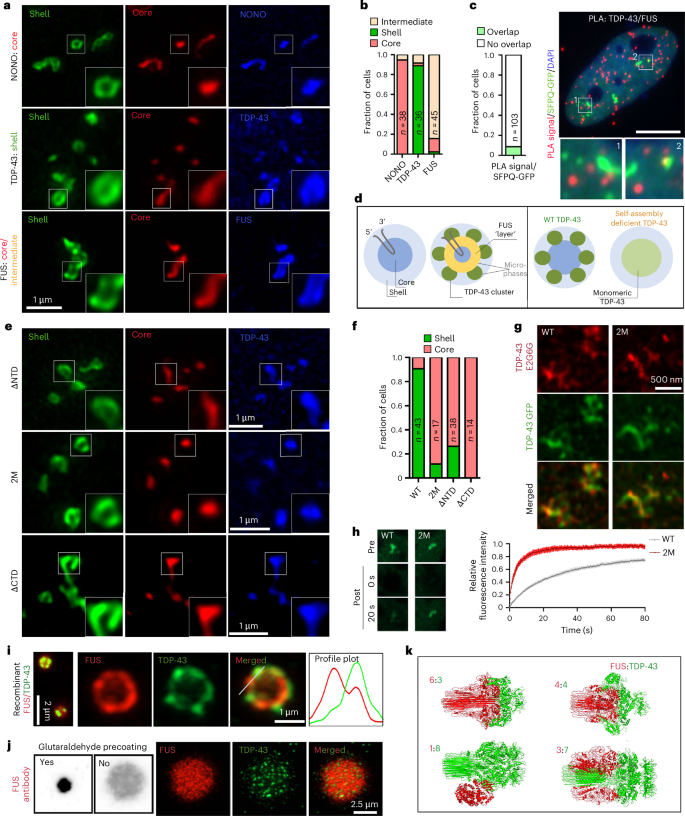 Fig. 5: Molecular basis for TDP-43 and FUS microphase separation within paraspeckles.