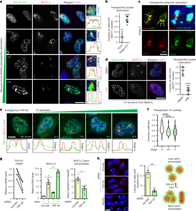 Fig. 6: TDP-43 sequestration into de novo nuclear condensates (TCs) alleviates paraspeckle suppression during stress.