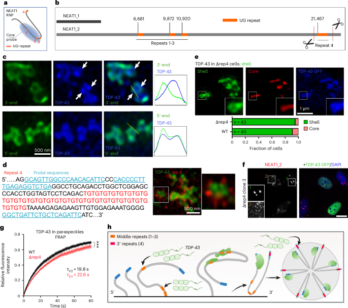 Fig. 7: Differential role of the NEAT1_2 middle and 3′-end UG repeats in paraspeckle regulation.