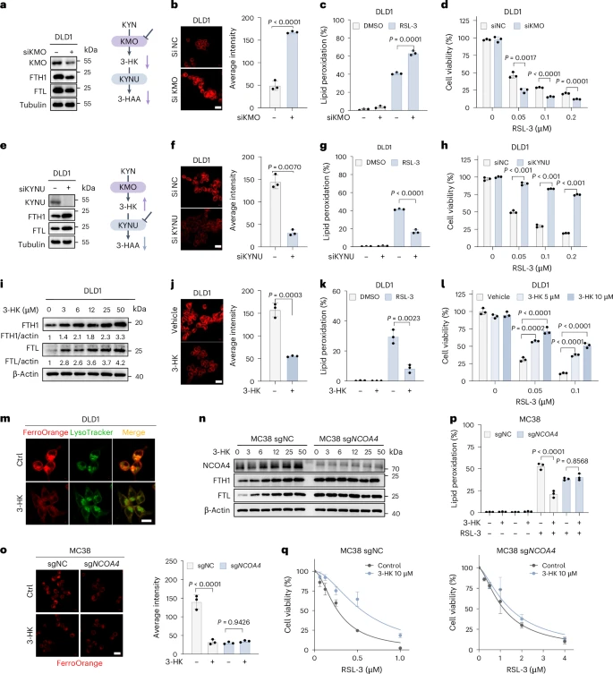 Fig. 4: KYN-derived 3-HK is responsible for PAT-mediated tumour ferroptotic resistance.