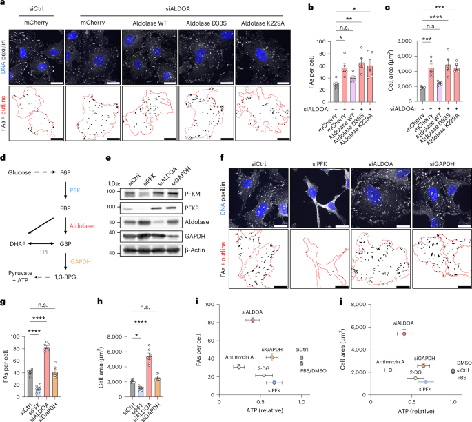 Fig. 2: Glycolytic enzymes control FA number and cell area.