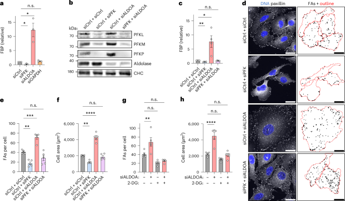 Fig. 3: Cell adhesion and cell area are controlled by the glycolytic metabolite FBP.