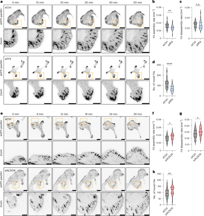Fig. 4: FBP promotes FA assembly.