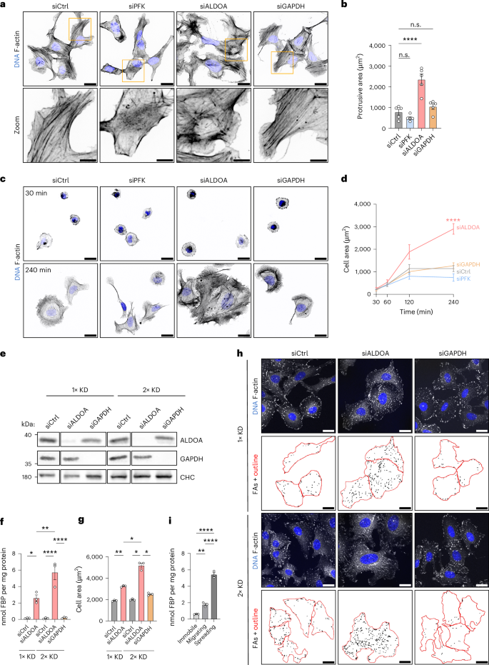 Fig. 5: Elevated FBP levels promote F-actin reorganization and cell protrusion.