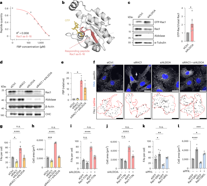 Fig. 6: FBP stimulates Rac1 activation leading to FA assembly and cell spreading.