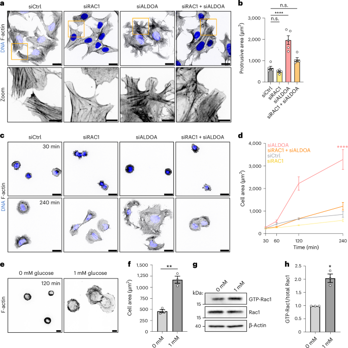 Fig. 7: Rac1 is required for FBP-mediated F-actin reorganization and cell protrusion.