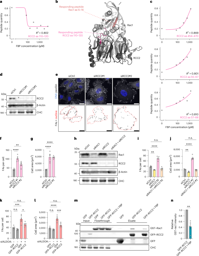 Fig. 8: FBP-mediated Rac1 activation depends on RCC2.