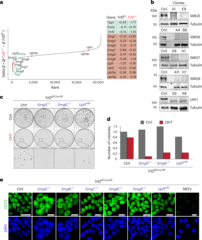 Fig. 1: Loss of NMD leads to synthetic lethality in Trf2-deficient ES cells.