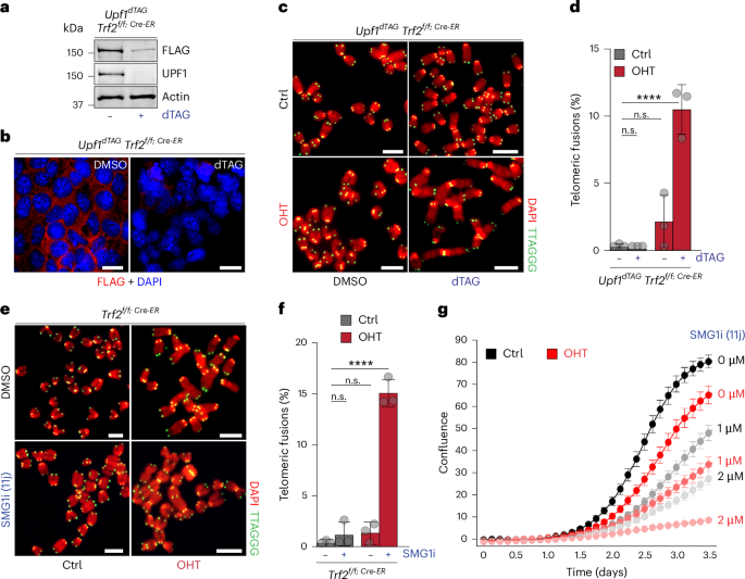 Fig. 3: Effects of acute NMD depletion on viability and telomere integrity in Trf2−/− ES cells.
