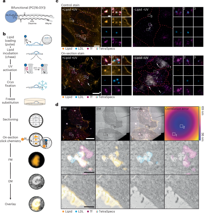 Fig. 1: On-section copper-catalysed click reaction for visualizing lipids using CLEM.