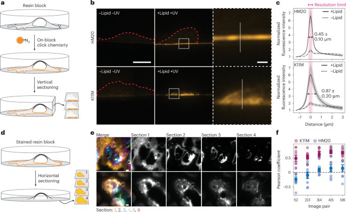 Fig. 2: Comparison of dye diffusibility into HM20 and K11M resins.