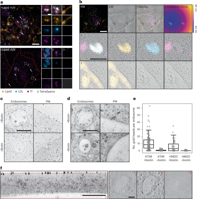 Fig. 3: Lipid signal is well preserved and specific in K11M resin.