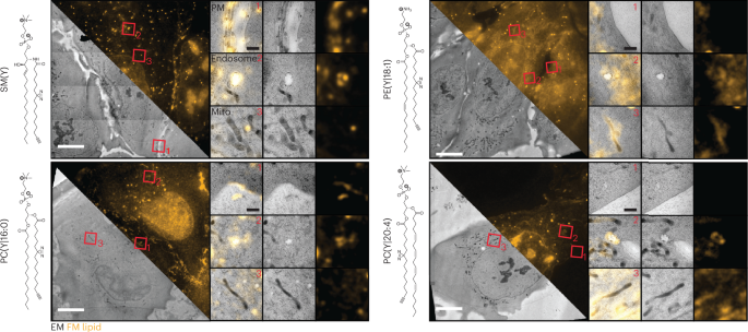 Fig. 4: Lipid-CLEM of various lipid classes and species.