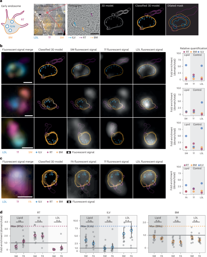 Fig. 5: SM partitions differently into early endosome subcompartments.