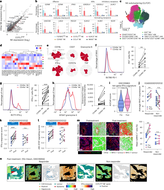 Fig. 2: The phenotype of COTL1high NK population in HCC tumours.
