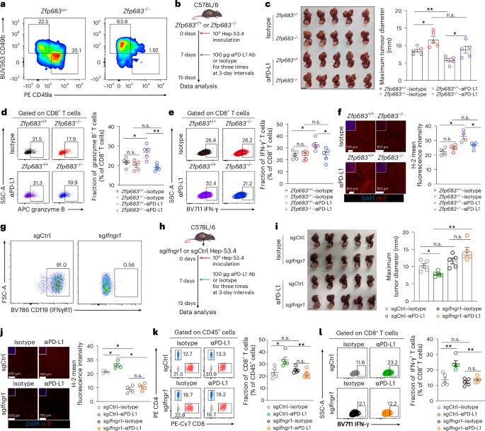 Fig. 3: PD-1/PD-L1 blockade enhances the IFN-γ production of COTL1high NK cells to drive the upregulation of tsMHC-I expression.
