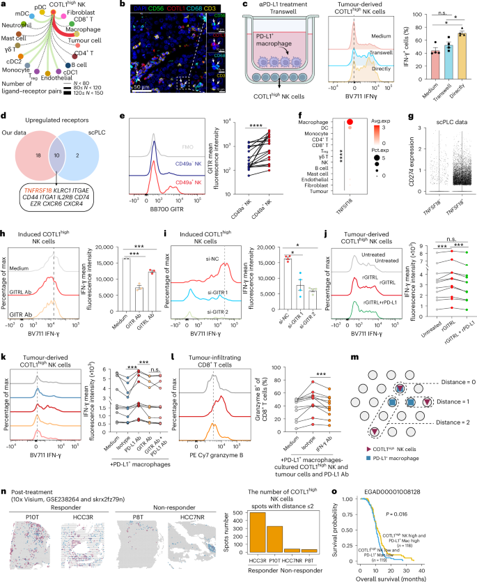 Fig. 4: PD-L1 blockade boosts GITRL–GITR axis-mediated IFN-γ production by COTL1high NK cells.