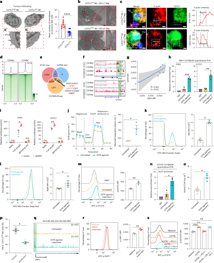 Fig. 5: GITR signalling primes IFN-γ production of COTL1high NK cells through metabolic–epigenetic regulation.