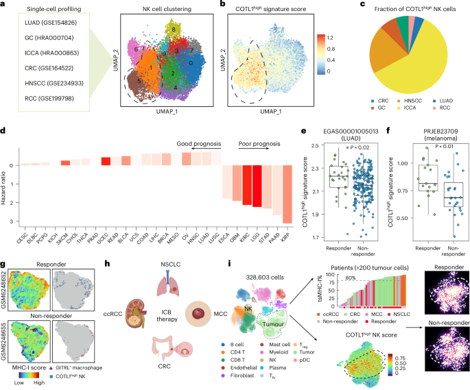 Fig. 7: The signature of COTL1high NK cells predicts immunotherapy response in human MHC-Iimpaired tumours.