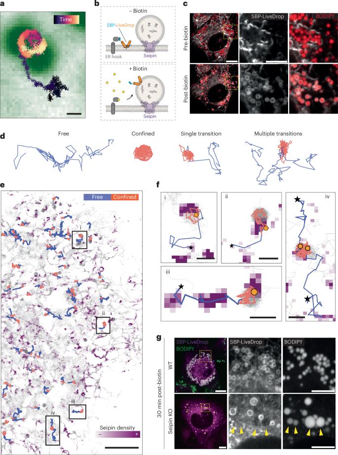 Fig. 3: SBP-LiveDrop accesses LDs via seipin-mediated ER–LD contact sites.
