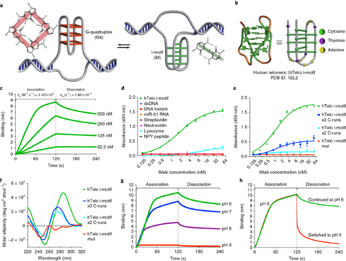 I Motif Dna Structures Are Formed In The Nuclei Of Human Cells Nature Chemistry
