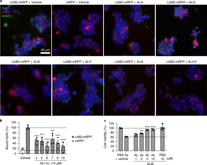 3D model of the LilrB2 receptor protein structure