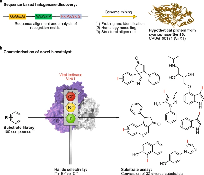 Identifying an iodinase