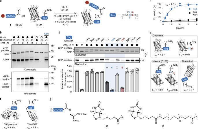 Lysine Acylation Using Conjugating Enzymes For Site Specific Modification And Ubiquitination Of Recombinant Proteins Nature Chemistry