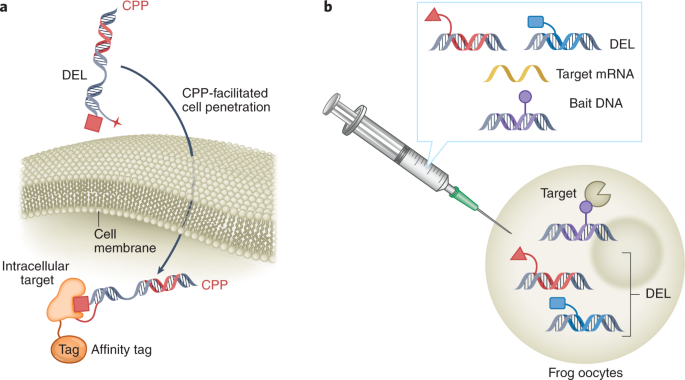 Strategies for developing DNA-encoded libraries beyond binding assays |  Nature Chemistry