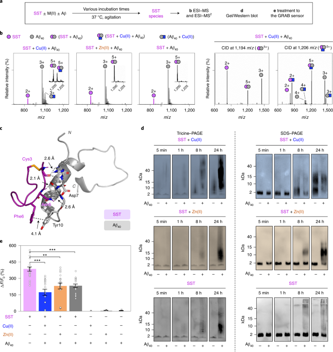 Conformational And Functional Changes Of The Native Neuropeptide Somatostatin Occur In The Presence Of Copper And Amyloid B Nature Chemistry