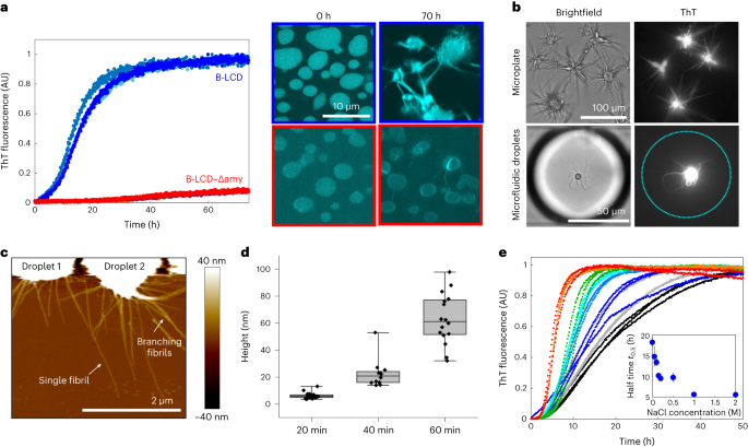 Fig. 2: Liquid–amyloid transition of B-LCD is governed by fibril-forming segments.