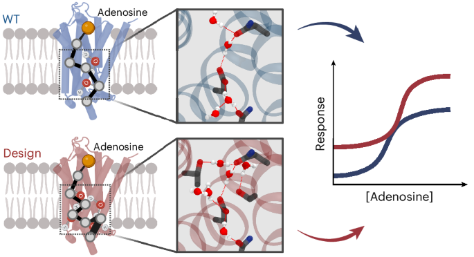 環境を考慮したタンパク質設計法を開発 (Designing proteins with their environment in mind)